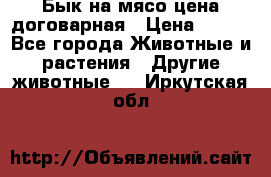 Бык на мясо цена договарная › Цена ­ 300 - Все города Животные и растения » Другие животные   . Иркутская обл.